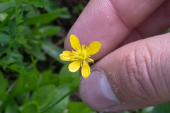 Ranunculus alismifolius