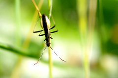 Micrelytra fossularum