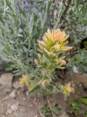 Castilleja applegatei breweri