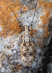 Mecocerini