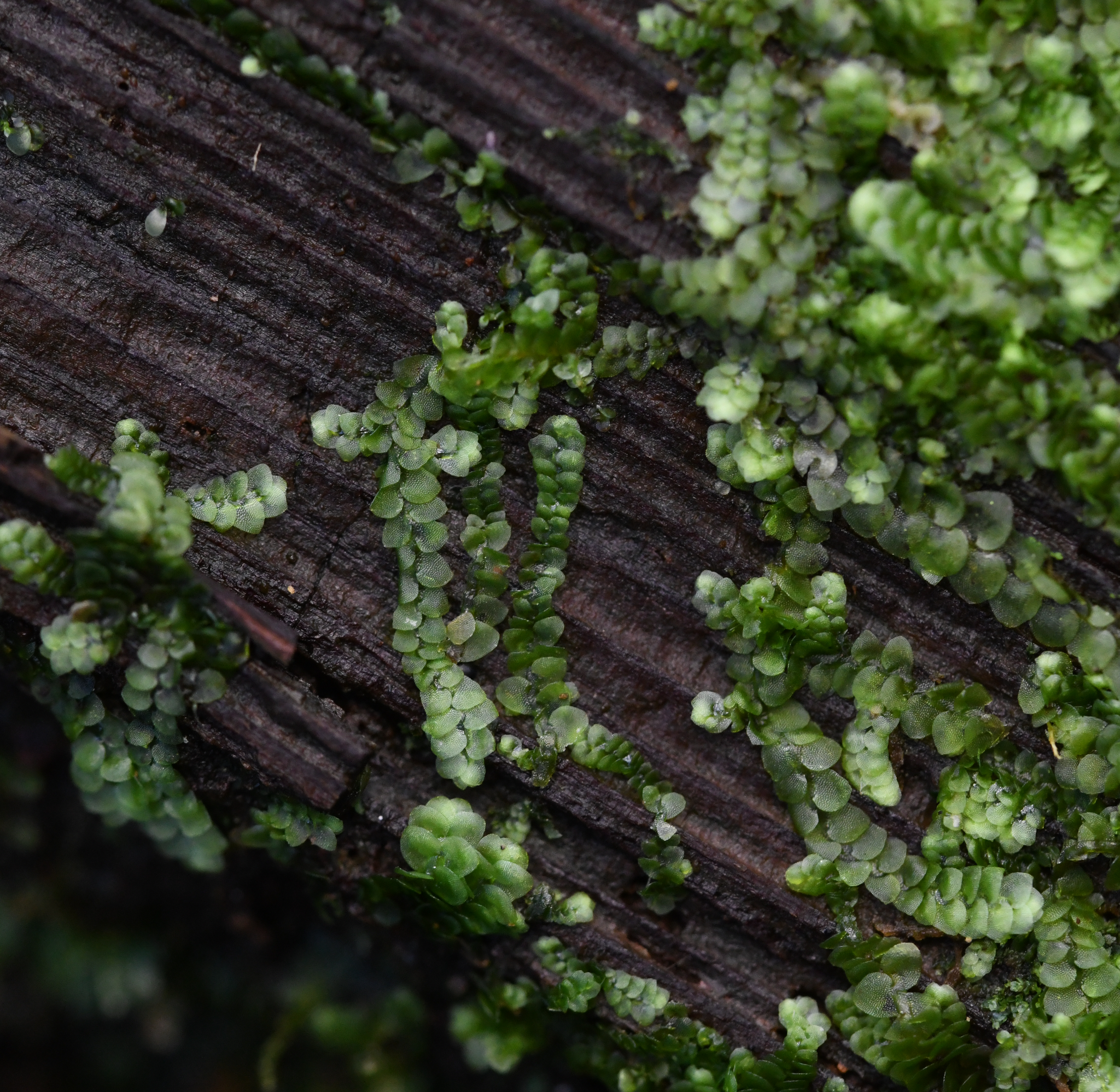 Image of Calypogeia muelleriana by no rights reserved