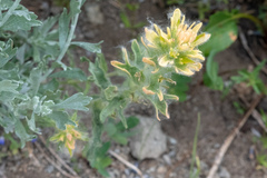 Castilleja applegatei breweri