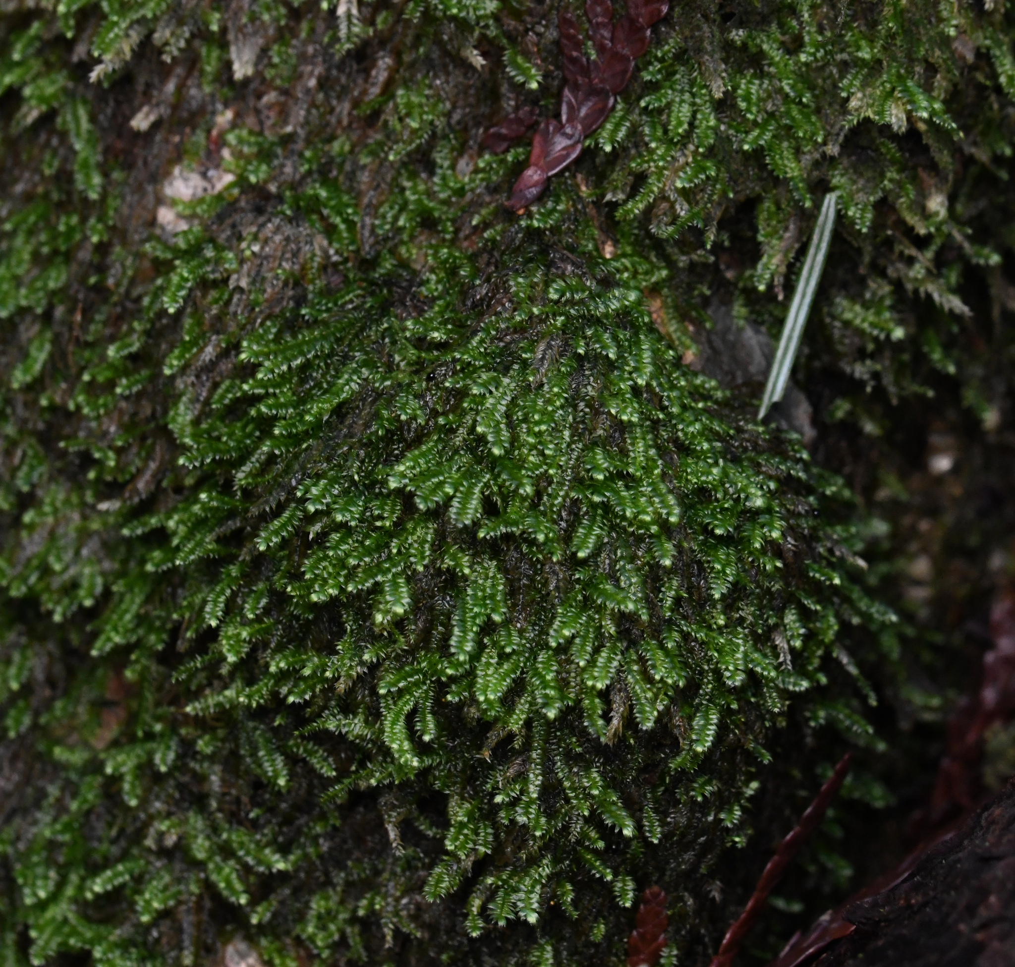 Image of Pseudotaxiphyllum elegans by no rights reserved
