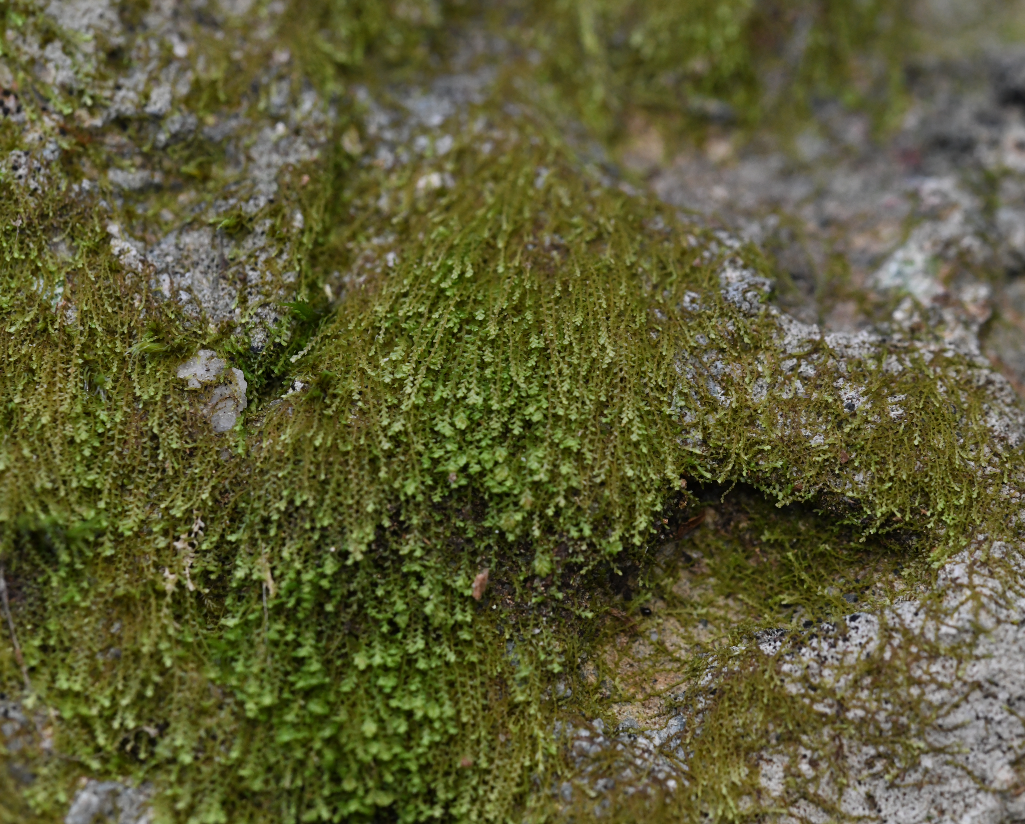 Image of Marsupella emarginata by no rights reserved