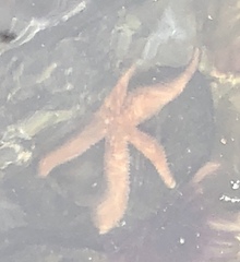 Asteriidae