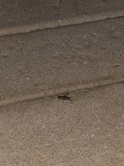 Gryllodes sigillatus