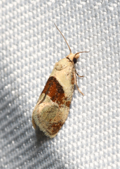 Phalonidia straminoides