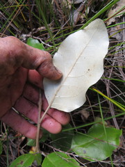 Olearia furfuracea