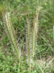 Dichanthium sericeum