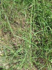 Dichanthium sericeum