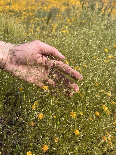 annual hairgrass