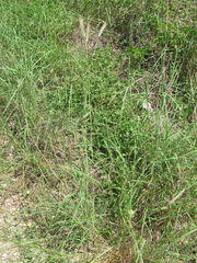 Dichanthium sericeum