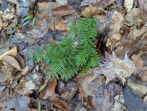 Image of Taxus cuspidata by (c) Skyler Principe, some rights reserved (CC BY)