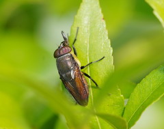 Stomorhina xanthogaster