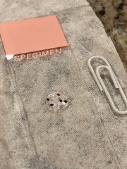 Sphaerobolus stellatus