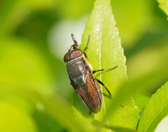 Stomorhina xanthogaster