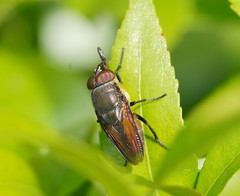Stomorhina xanthogaster