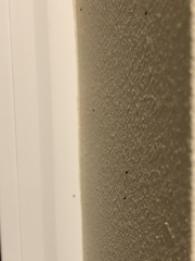 Sphaerobolus stellatus