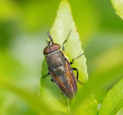 Stomorhina xanthogaster