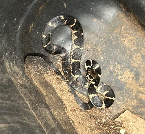 Stephens' Banded Snake sighting