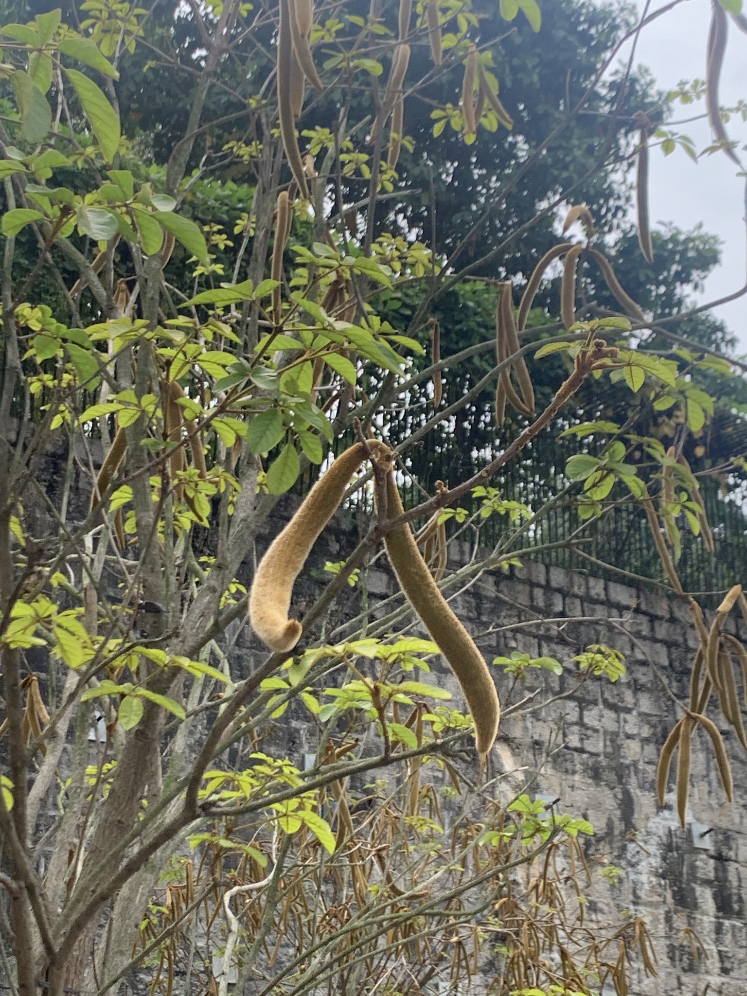 Imagem de Ipê-amarelo