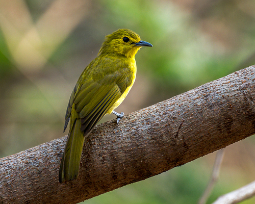Yellow-browed Bulbul (Acritillas indica), photo 7