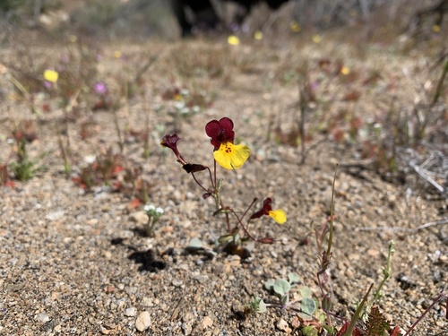 Kelso Creek monkeyflower (Erythranthe shevockii)