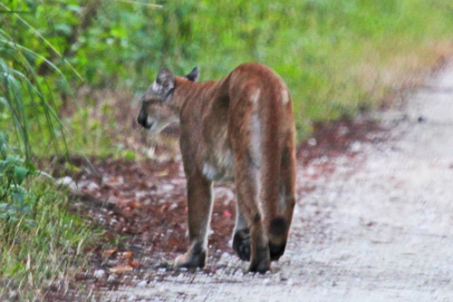 North American Mountain Lion photographed in Florida