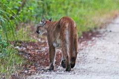 Puma concolor couguar image