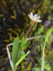 Epilobium howellii