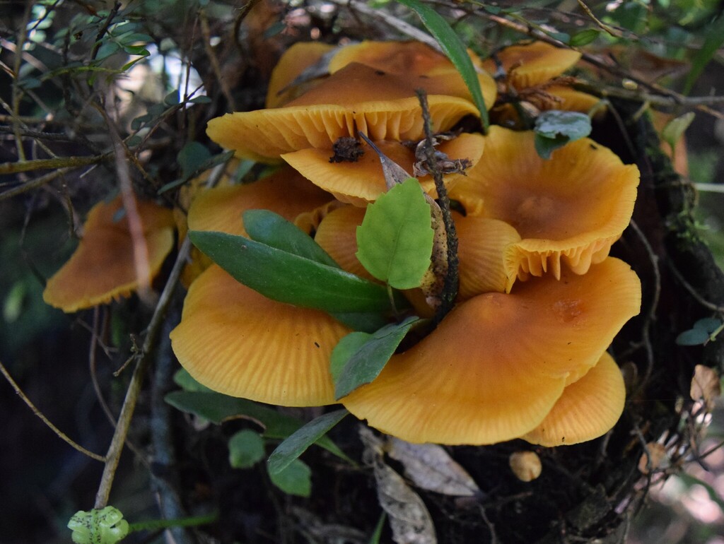 Heimiomyces velutipes · April 2025 · photo: © davidwhyte (iNaturalist, cc-by-sa)