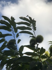 Castanea crenata