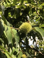 Castanea crenata