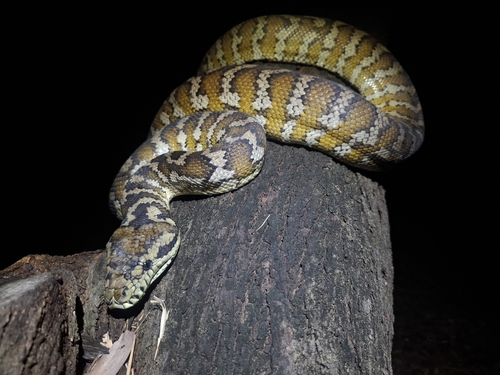 Darwin Carpet Python sighting