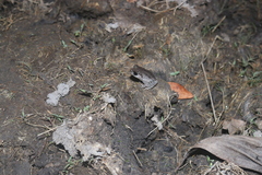 Leptobrachium hasseltii