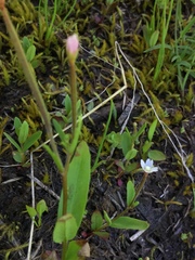 Epilobium howellii