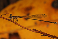 Nehalennia pallidula