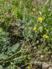 Potentilla breweri