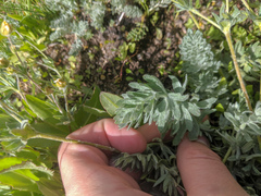 Potentilla breweri