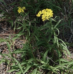 Euthamia gymnospermoides