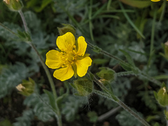 Potentilla breweri