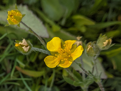 Potentilla breweri
