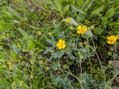 Potentilla breweri