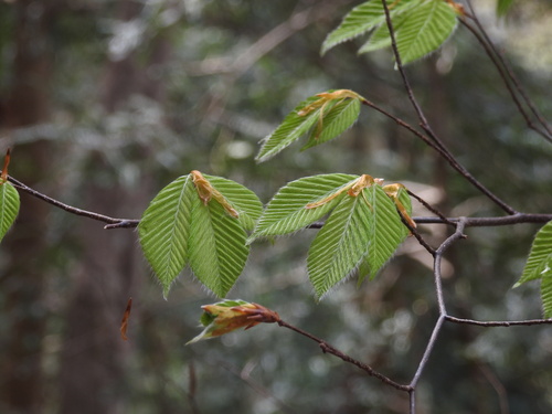 Fagus japonica iNat (2)