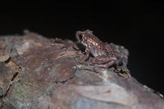 Pulchrana baramica