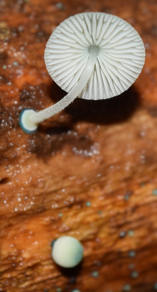 Mycena interrupta · April 2025 · photo: © davidwhyte (iNaturalist, cc-by-sa)