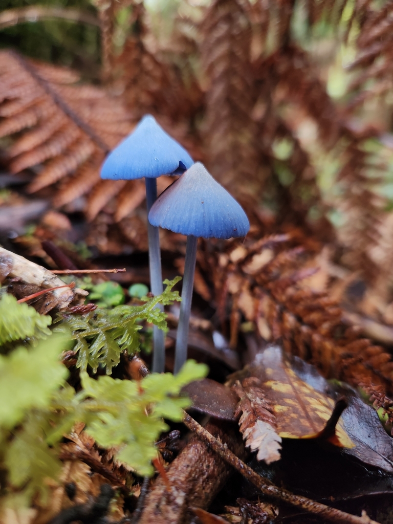 Entoloma hochstetteri · April 2025 · photo: © archie_tarn (iNaturalist, cc-by)