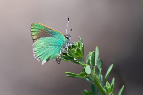 Lotus Hairstreak photo 4