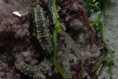 Hippocampus capensis