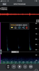 Perimyotis subflavus
